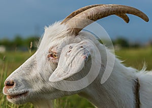 Ticks attached to the ear of a white domestic goat.