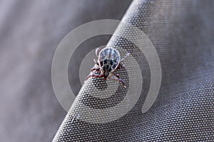 Ticks on clothes. Bloodsucking insect.