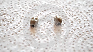 ticks crawling on a white napkin.Slow crawling mite. Bloodfilled swollen ticks .Bloodsucking dangerous insect. Blood