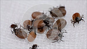 ticks with different sizes on white surface close-up