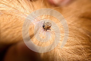 Ticks dog breed red spaniel breed