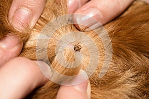 Ticks dog breed red spaniel breed