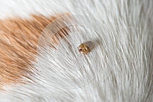 Ticks on dog