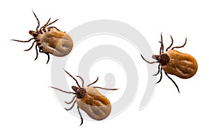 Ticks filled with blood crawling on white background photo