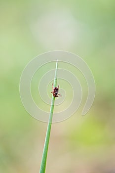 Ticks hung on blade of grass