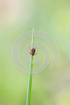 Ticks hung on blade of grass photo