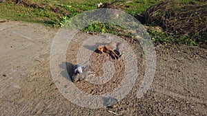 Ticks Infected Stray Street dogs relaxing and sleeping on road in chennai, Tamilnadu, India. Mother and puppy dogs on sick and