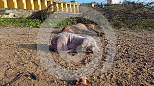 Ticks Infection Stray Street dogs relaxing and sleeping on road in chennai, Tamilnadu, India. Mother and puppy dogs on sick and