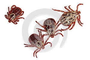 Ticks Ixodida on a white background. high magnification