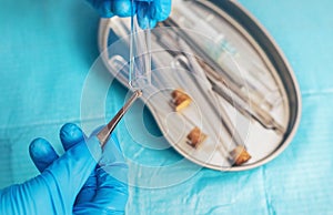 Ticks in the lab for analysis. Selective focus.