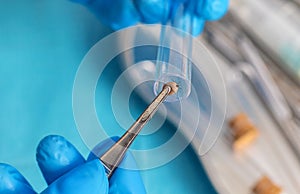 Ticks in the lab for analysis. Selective focus