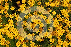 Tickseed - Coreopsis