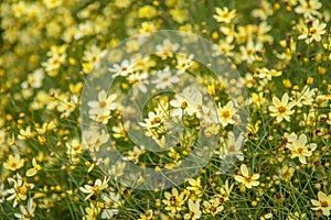 Tickseed Coreopsis