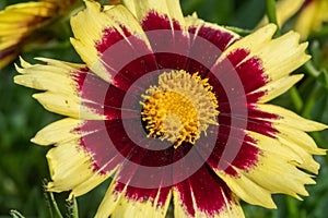 Tickseed or Coreopsis flower close-up