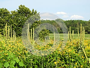 Tickseed Coreopsis and Mullein at Montezuma trail