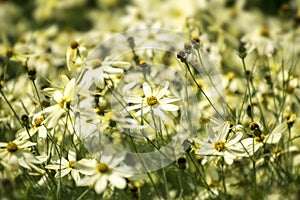 Tickseed or Coreopsis verticillata or Moonbeam with bright yello