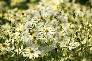 Tickseed or Coreopsis verticillata or Moonbeam with bright yello photo