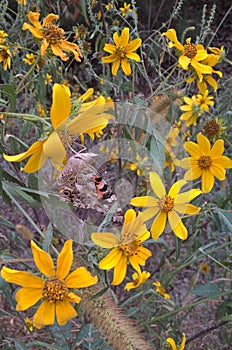 Tickseed Flower