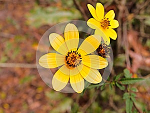 Tickseed Sunflower Bidens aristosa Texas