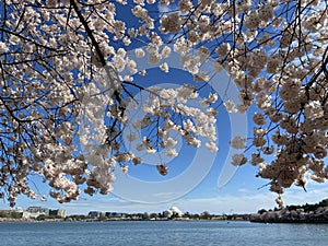 Tidal Basin Cherry Blossoms and Jefferson Memorial