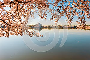 Tidal Basin and Jefferson Memorial during National Cherry Blossom Festival.Washington.DC.USA