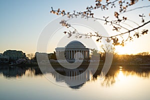 Tidal Basin Peak Bloom Sunrise