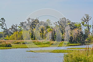 Tidal freshwater marsh, Savannah National Wildlife Refuge, Hardeeville, Jasper County, South Carolina USA