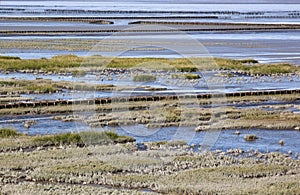 Tidal influence in Waddenzee, the Netherlands