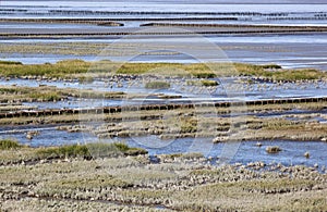 Tidal influence in Waddenzee, the Netherlands photo