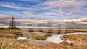 Tidal Lands Marsh On Puget Sound