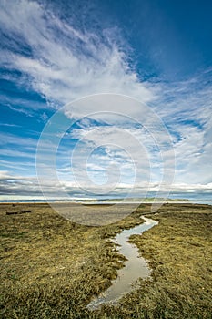 Tidal Lands Marsh On Puget Sound