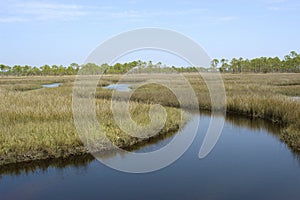 Tidal Marsh photo