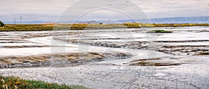 Tidal marsh landscape in South San Francisco bay area, Mountain View, California