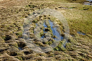 Tidal Marsh with Salt Water Grasses and Tidal Pools