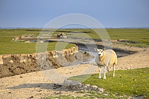 Tidal marshland Ameland photo
