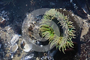 A tidal pool filled with sea anemones and mussels on the West Coast Oregon USA