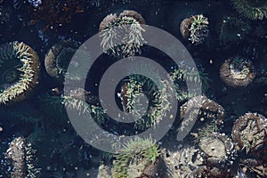 A tidal pool filled with sea anemones and mussels on the West Coast Oregon USA