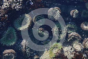 A tidal pool filled with sea anemones and mussels on the West Coast Oregon USA