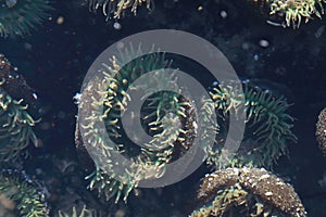 A tidal pool filled with sea anemones and mussels on the West Coast Oregon USA