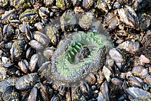 A tidal pool filled with sea anemones and mussels on the West Coast Oregon USA