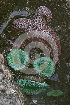 Tidal Pool Sea Stars and Sea Urchins