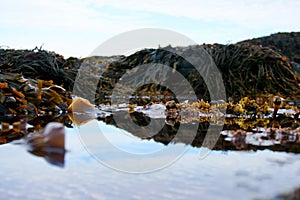 Tidal Pools in Acadia National Park