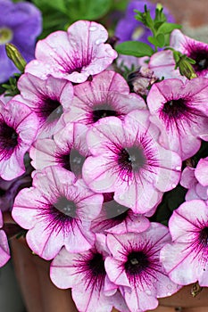 Tidal wave petunia in the pot in summer garden. Close up view. Blowing light-pink flowers with purple veins and