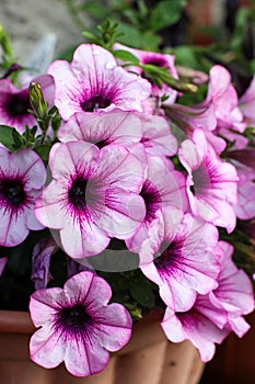 Tidal wave petunia after rain in summer sunlight in the garden. Close up view. Blowing light-pink flowers with purple