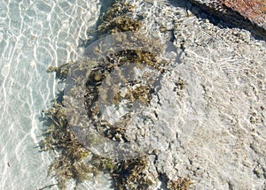 Tide Pool Closeup