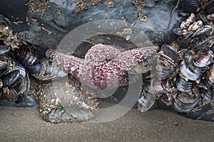 Tide pool life underwater, three species in one