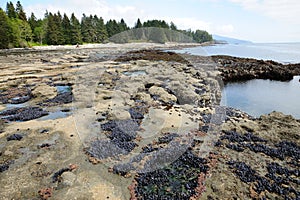 Tide pools on beach