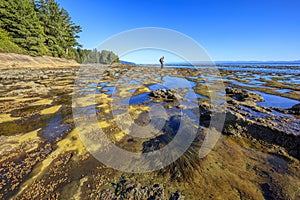 Tide Pools at Botanical Beach