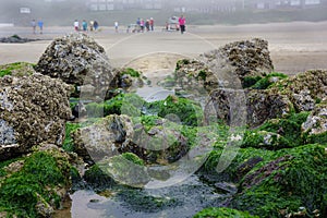 Tide pools at low tide in horizontal layout
