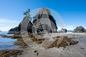 Tide pools and seaweed at low tide at Point of Arches in Olympic National Park.